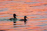 Ducks At Sunrise_DSCF00389